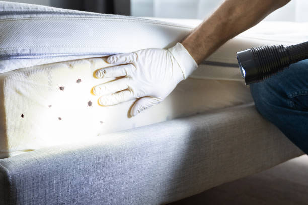 Best Flea Control Services  in Toftrees, PA