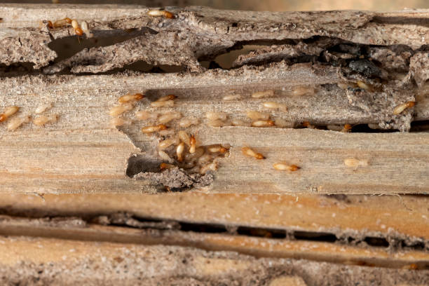 Best Ant Control Services  in Toftrees, PA